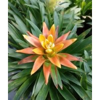浙江溫州批發丹尼斯鳳梨花，高品質鴻運當頭菠蘿花出售，種植基地