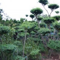 萊州信合園藝供應造型女貞
