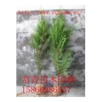 低價供應側柏小苗，側柏苗