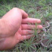 大量供應10-20公分營養杯白皮松//油松//華山松//側柏