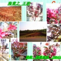 優(yōu)質(zhì)綠化苗:紫葉海棠，王族海棠，光輝海棠，錦繡海棠
