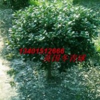 常年供應英國冬青小苗