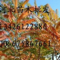 供應油松 油松批發 大量低價出售油松 油松價格 油松哪里便宜 油