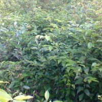 黃葛樹，天竺桂，香樟，銀杏，搖錢樹，桂花，紫微，小葉榕，櫻