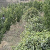 大量供應(yīng)羅漢松、各種桂花苗木和其它各種苗木