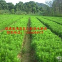 供應馬尾松苗