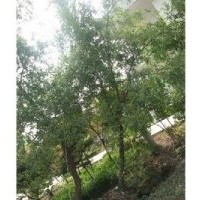 出售各種規(guī)格優(yōu)質(zhì)苗木、種子、小苗等