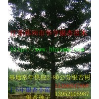 華亨銀杏供應2-80公分銀杏樹