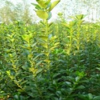 南陽本地大量供應(yīng)大葉黃楊,金葉女貞,紅葉石楠