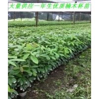 大量供應(yīng)優(yōu)質(zhì)楠木苗，楨楠杯苗，歡迎洽談