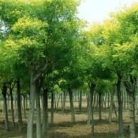 滎陽苗圃苗木基地轉讓有國槐、桉樹、木槿、百日紅、欒樹、紅葉石