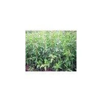 供應大香椿苗，皂角苗，五角楓，榆樹苗，連翹苗，白蠟苗