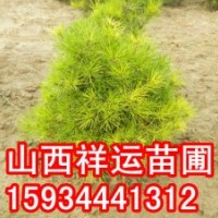 國槐苗 刺槐苗 白臘苗 皂角苗