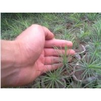 常年低價出售刺槐苗，國槐苗，冬青苗，白皮松苗。