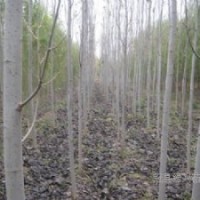 【供】毛白楊種苗/107苗，椿樹苗/速生國槐苗/速生法桐苗