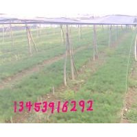 2年白皮松、2年油松、國槐苗、核桃苗、花椒苗