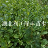 供應(yīng)榿木樹苗 榿木小苗水青風(fēng)樹苗 榿木苗價格