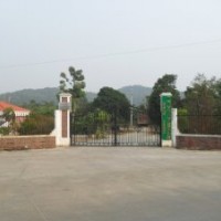 本公司長(zhǎng)期經(jīng)營(yíng)造林綠化小苗：樟樹、儀花、美麗異木棉、黃槐