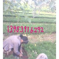 供應2年白皮松、2年油松、國槐苗
