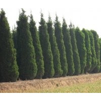 供應白皮松，油松，華山松，樟子松，雪松，塔松