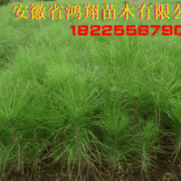 安徽安慶供應濕地松楓香香樟造林苗木