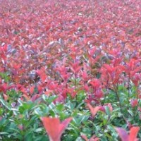 金葉女貞、黃楊、紅葉小檗、紅葉石楠、紅王子錦帶、紅瑞木、