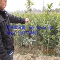 苗圃桂花樹苗批發80-100CM金桂、銀桂、八月桂300珠包郵