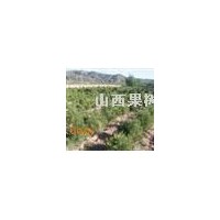 供應 油松 華山松 國槐