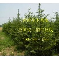 大量供應(yīng)優(yōu)質(zhì)吉林云杉苗、5-15公分云杉小苗