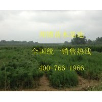 低價(jià)出售大量優(yōu)質(zhì)側(cè)柏苗