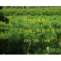 低價出售優質山東油松樹苗