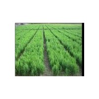 供應20-60營養代側柏苗