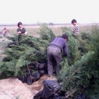 供應山西側柏苗 供應1米側柏苗 出售側柏苗 出售1米側柏苗