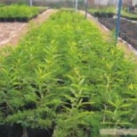 批發(fā)印度檀香樹苗、印度檀香苗、印度檀香種苗
