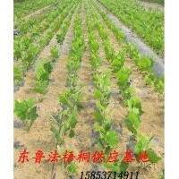 供應 速生白臘苗 各種規格