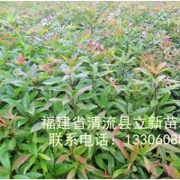 供應木荷苗