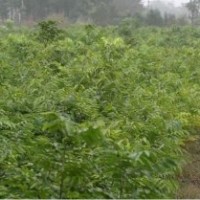 烏桕 三角楓 木瓜 欒樹 樸樹 大葉女貞 桂花 紅葉石楠