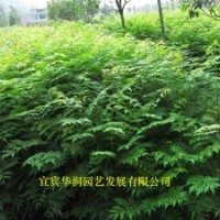 6萬欒樹苗1米—1.5米高，因征地拆遷，低價處理