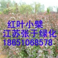 供應：紅葉小檗、金葉女貞、紅葉石楠等綠化苗木
