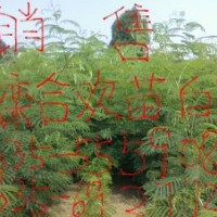 供應小苗北欒,合歡,白蠟