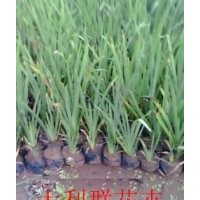 帶營養缽的水生鳶尾