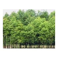 長期供應果樹苗.綠化生態苗蘋果樹、山楂樹! 果樹苗:蘋果苗、棗樹