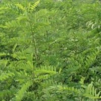【供】椿樹苗，毛白楊，柳樹，107苗，速生國槐，白蠟等