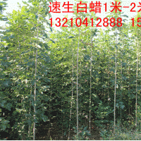 弘邦供應速生國槐-速生白蠟-2-3.5米-100萬株