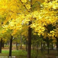 大量供應銀杏等苗木基地