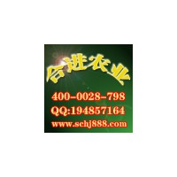 大量供應竹柳三號 中華紅葉楊 紅楓