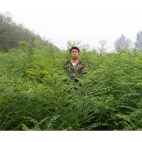 國槐小苗/優(yōu)質國槐小苗/國槐小苗價格/國槐苗