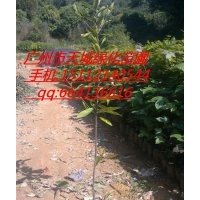 供應木荷小袋苗