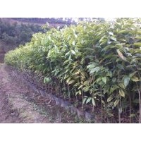 征地苗，廣東茂名沉香基地供應