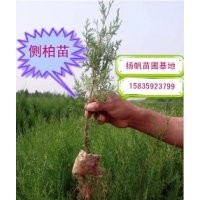大量供應裸跟（營養袋）側柏苗10-90公分高，1-4米側柏批發